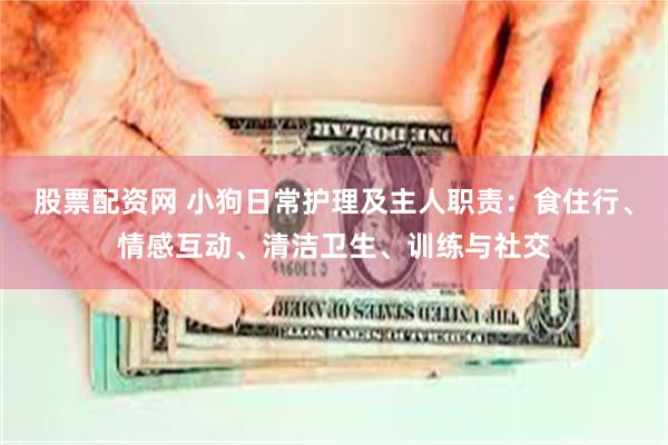 股票配资网 小狗日常护理及主人职责：食住行、情感互动、清洁卫生、训练与社交