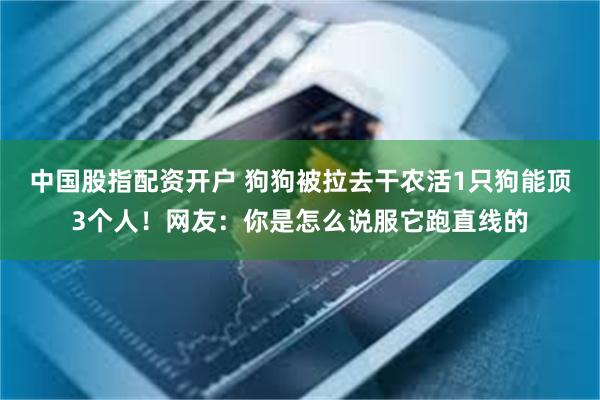 中国股指配资开户 狗狗被拉去干农活1只狗能顶3个人！网友：你是怎么说服它跑直线的